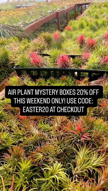 Tillandsia Air Plants Nursery - Rare Varieties + Gifts | Air Plant Hub  Air  Plant Hub