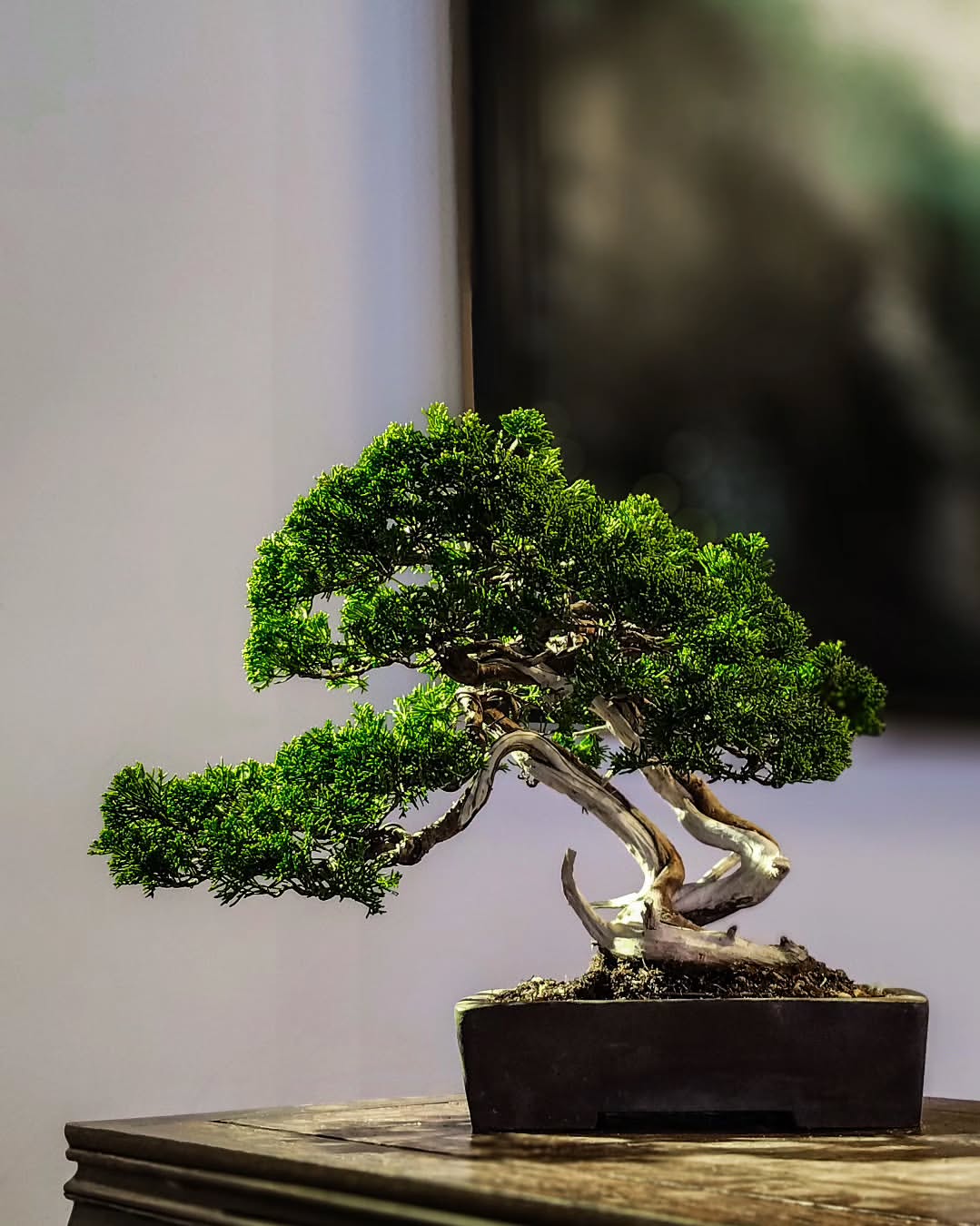 【関税込み】Bonsai ホワイト ボックスロゴ フーディ Bonsaiのホワイト ボックスロゴ フーディがセール中