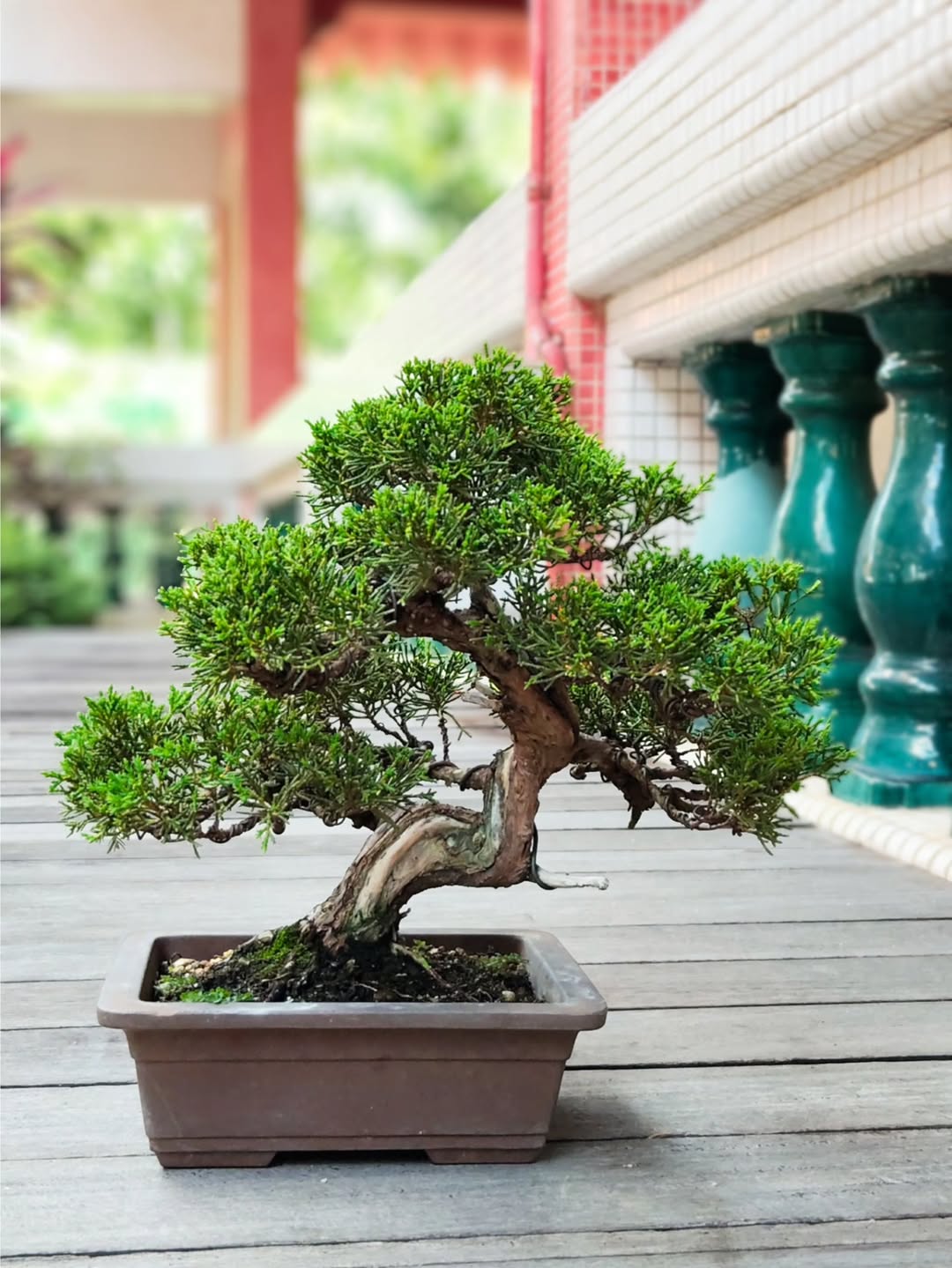 【関税込み】Bonsai ホワイト ボックスロゴ フーディ Bonsaiのホワイト ボックスロゴ フーディがセール中